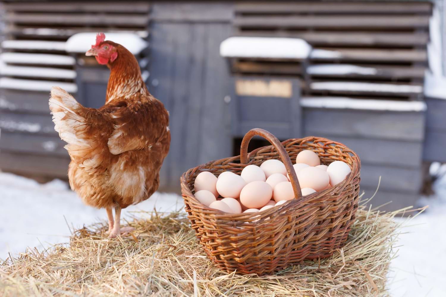 wylęgarnia i ferma drobiu