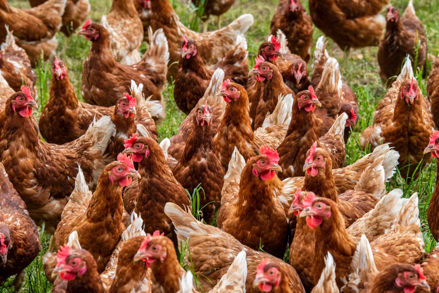 wylęgarnia i ferma drobiu